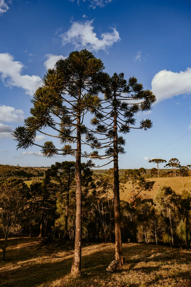Araucárias altas recortadas contra o céu azul