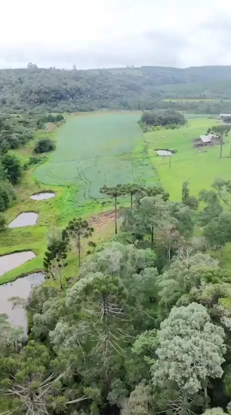 Vista panorâmica do vale com araucárias